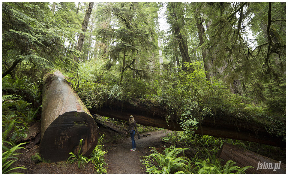 blog_o_ameryce_ameryka_usa_redwoods_2