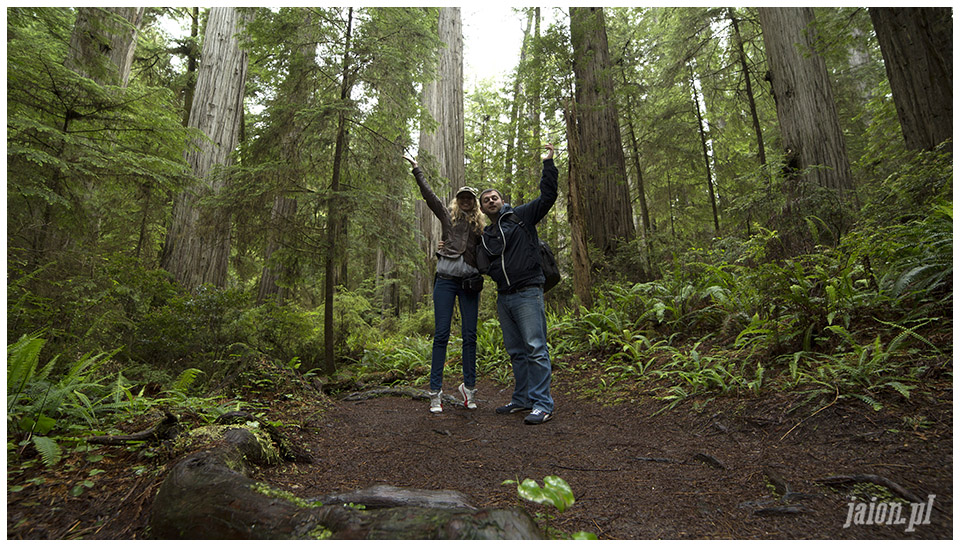 blog_o_ameryce_ameryka_usa_redwoods_3