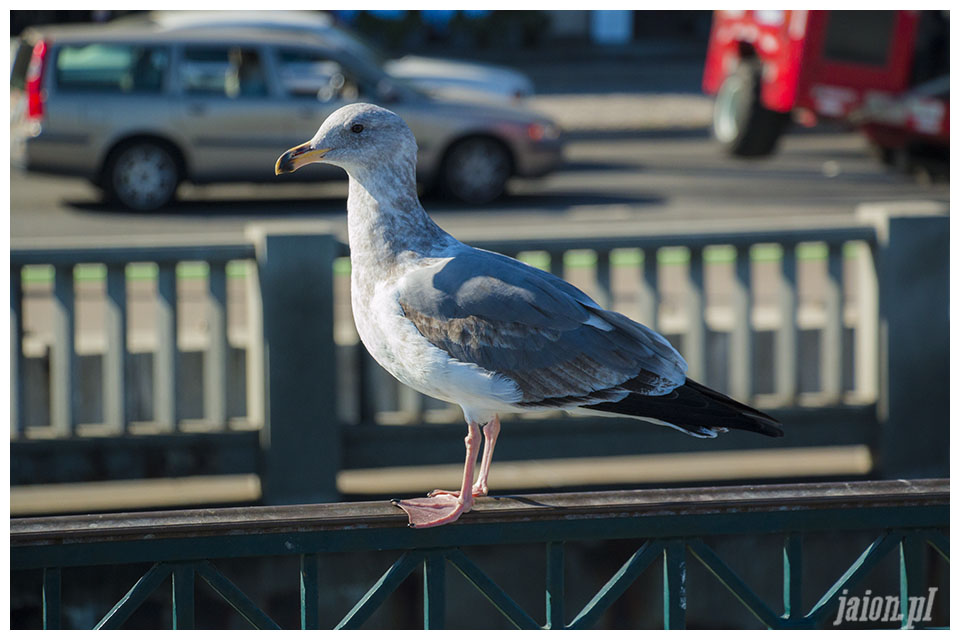 blog_ameryka_usa_kalifornia_san_francisco_pier_mewa