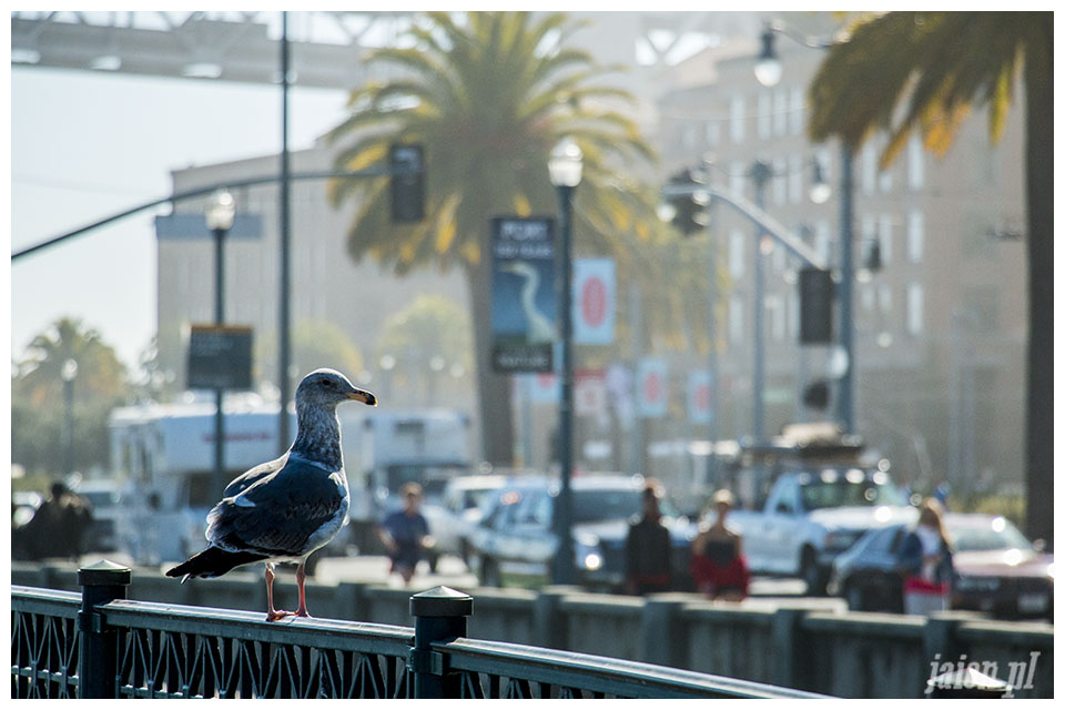 blog_ameryka_usa_kalifornia_san_francisco_pier_mewa1