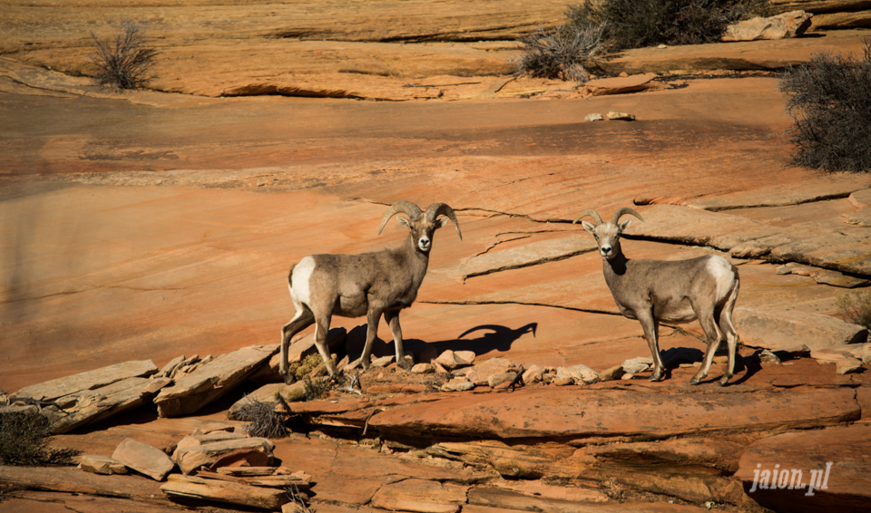 Zion National Park Blog o Ameryce, Ameryka i USA