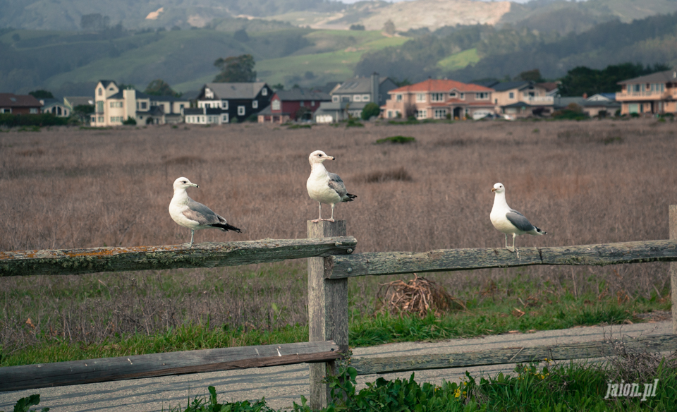 ameryka_blog_kalifornia_half_moon_bay_usa-5