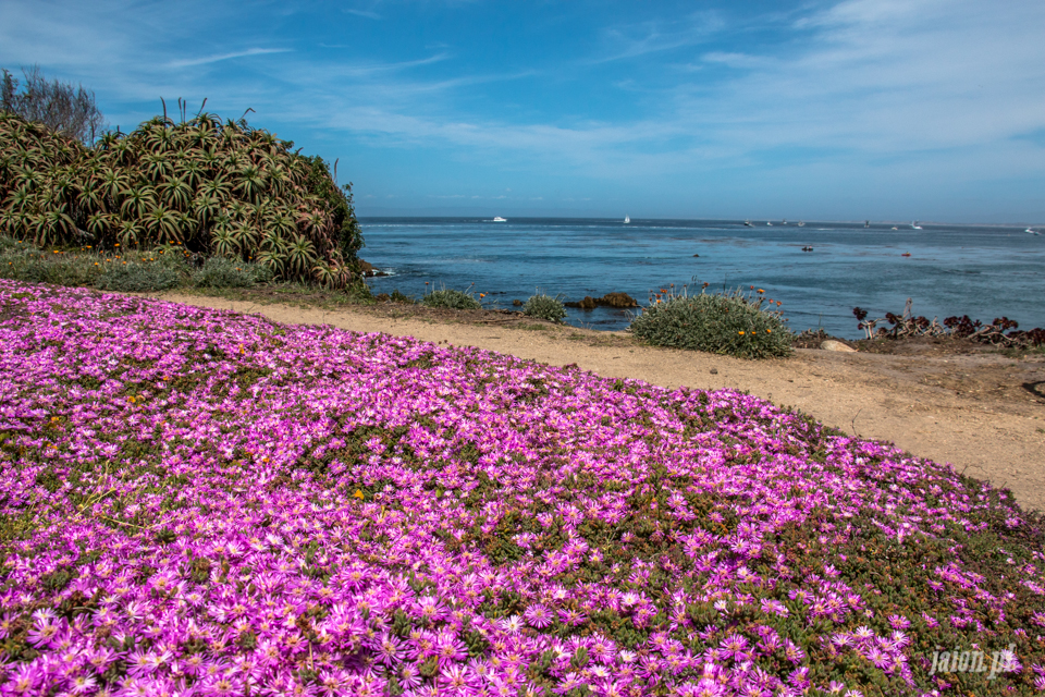 ameryka_usa_blog_big_sur_monterey_17_miles_drive_pacific_ocean-116