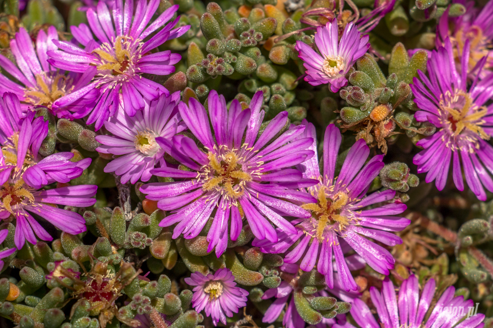 ameryka_usa_blog_big_sur_monterey_17_miles_drive_pacific_ocean-118