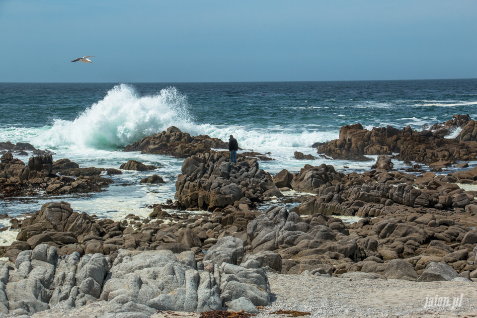 ameryka_usa_blog_big_sur_monterey_17_miles_drive_pacific_ocean-121