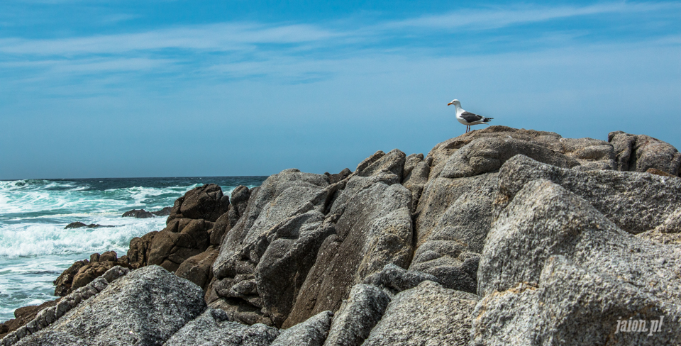 ameryka_usa_blog_big_sur_monterey_17_miles_drive_pacific_ocean-123