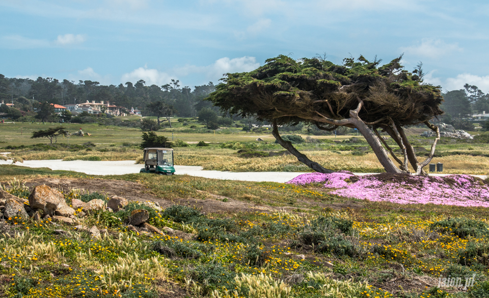 ameryka_usa_blog_big_sur_monterey_17_miles_drive_pacific_ocean-149