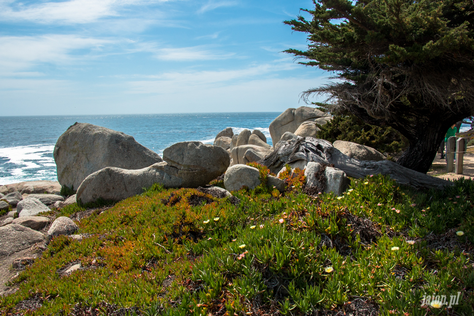 ameryka_usa_blog_big_sur_monterey_17_miles_drive_pacific_ocean-5