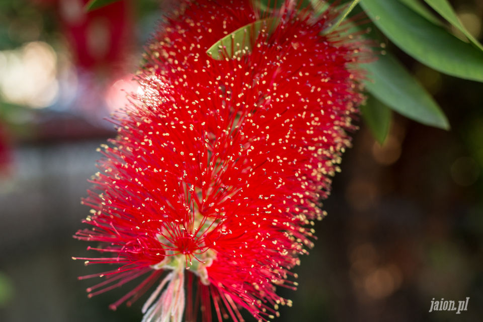 ameryka_usa_blog_przyroda_kuflik_cytrynowy-2