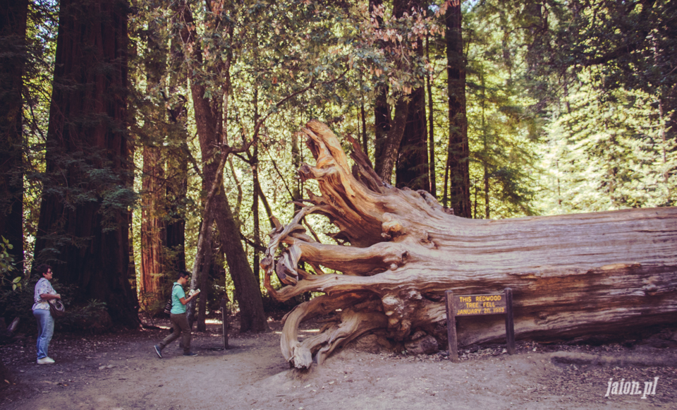 ameryka_usa_big_basin_redwood_state_park-25