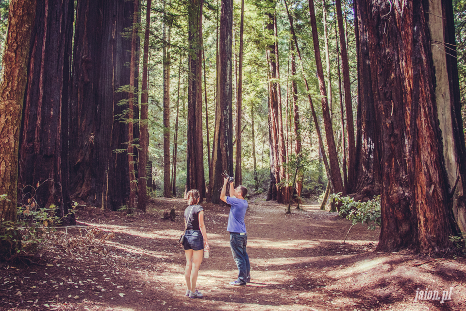 ameryka_usa_big_basin_redwood_state_park-33