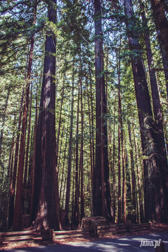 ameryka_usa_big_basin_redwood_state_park-35