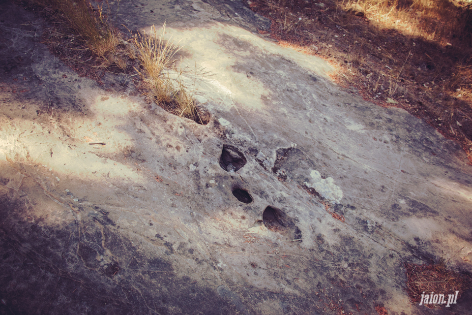 ameryka_usa_big_basin_redwood_state_park-41
