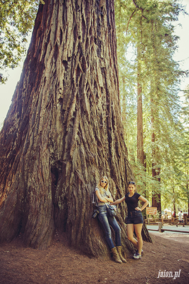 ameryka_usa_big_basin_redwood_state_park-51