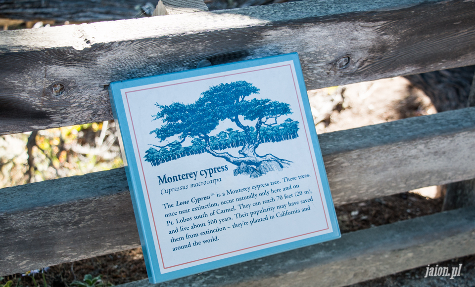 ameryka_usa_blog_monterey_kalifornia_pebble_beach_17_mile_drive_big_sur-131