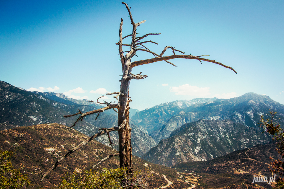 ameryka_usa_blog_sequoia_national_park-2